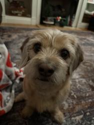 Reunited Male Dog last seen Near maple street Rome ga, around the old cvs, Rome, GA 30161