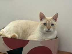 Lost Male Cat last seen Arboretum Community in Davie, Davie, FL 33325