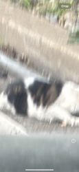 Found/Stray Unknown Cat last seen Canal Rd NW and Arizona Ave NW northbound , Washington, DC 22207
