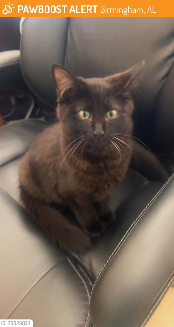 Found/Stray Male Cat last seen Chuy’s at the Summit, Birmingham, AL 35242