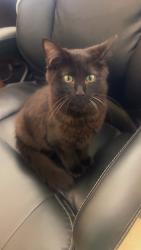 Found/Stray Male Cat last seen Chuy’s at the Summit, Birmingham, AL 35242