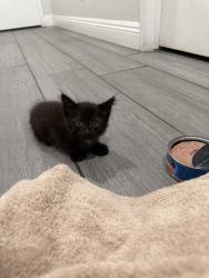 Found/Stray Male Cat last seen Baseline and cherry, Fontana, CA 92335