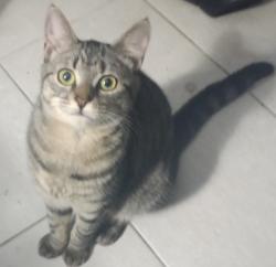 Lost Female Cat last seen Avenue H, Matamoras, PA 18336