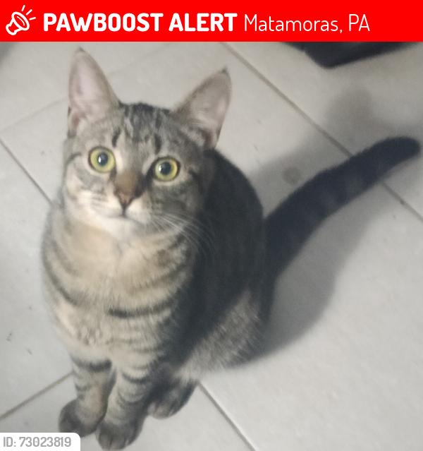Lost Female Cat last seen Avenue H, Matamoras, PA 18336
