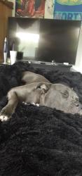 Lost Female Dog last seen Sw 44th and western, Oklahoma City, OK 73109