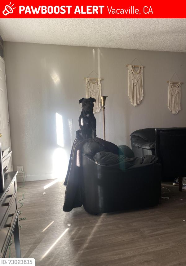 Lost Male Dog last seen Orchard, Vacaville, CA 95688