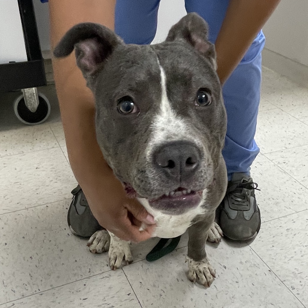 Shelter Stray Female Dog last seen , 12910 Yukon Ave, Hawthorne, CA 90250, USA