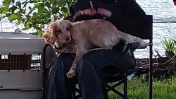 Reunited Female Dog last seen S Henrici Td, Beavercreek, OR 97045