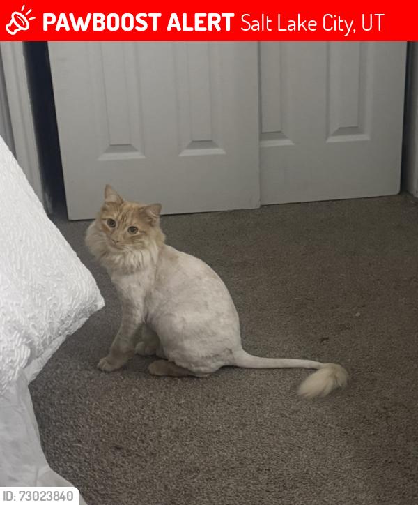 Lost Male Cat last seen TheYARD townhouses, Salt Lake City, UT 84104