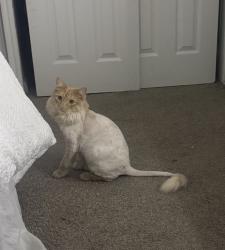 Lost Male Cat last seen TheYARD townhouses, Salt Lake City, UT 84104