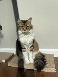 Lost Male Cat last seen Near La Jolla hermosa blvd, San Diego, CA 92037