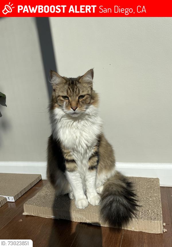 Lost Male Cat last seen Near La Jolla hermosa blvd, San Diego, CA 92037