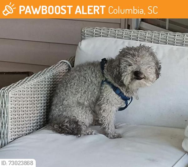Found/Stray Male Dog last seen Saluda Shoals Park and Appletree Landscaping Old Bush River Road, Columbia, SC 29212