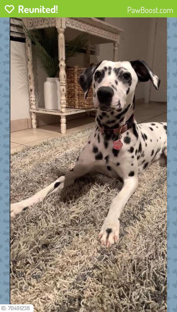 Reunited Female Dog last seen Power & the 60, Mesa, AZ 85209