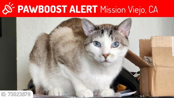 Lost Male Cat last seen Rockfield Boulevard, Mission Viejo, Mission Viejo, CA 92630