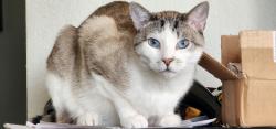 Lost Male Cat last seen Rockfield Boulevard, Mission Viejo, Mission Viejo, CA 92630