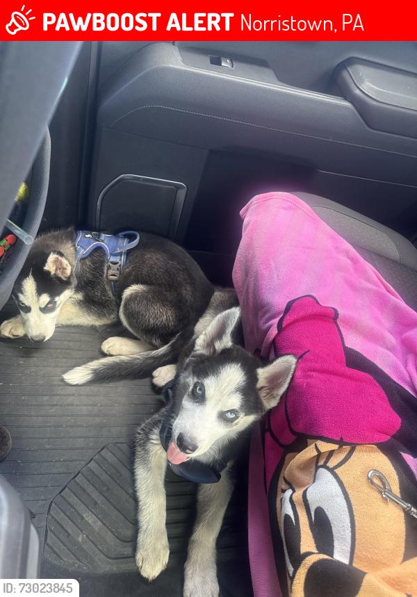Lost Male Dog last seen Astor Aly & Sheldon Aly Norristown , Norristown, PA 19401
