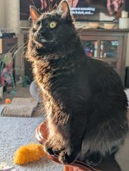 Lost Male Cat last seen Near Portland Ave and County 42, Burnsville, MN 55306