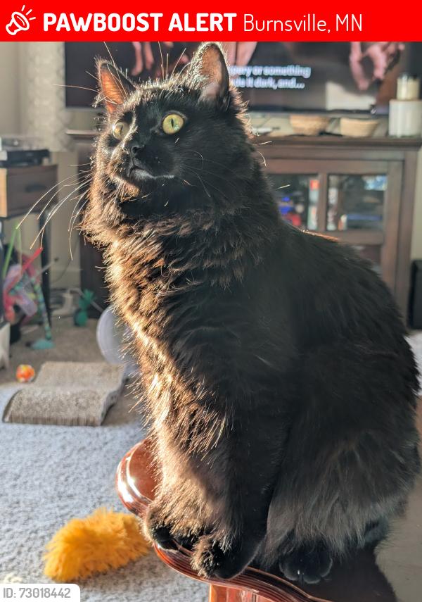 Lost Male Cat last seen Near Portland Ave and County 42, Burnsville, MN 55306