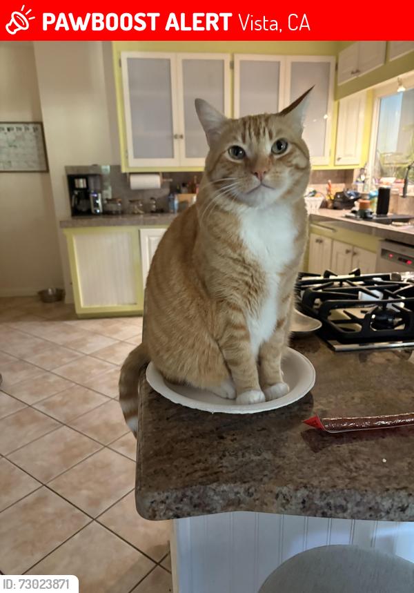 Lost Male Cat last seen At our home , Vista, CA 92084