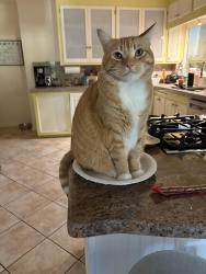 Lost Male Cat last seen At our home , Vista, CA 92084