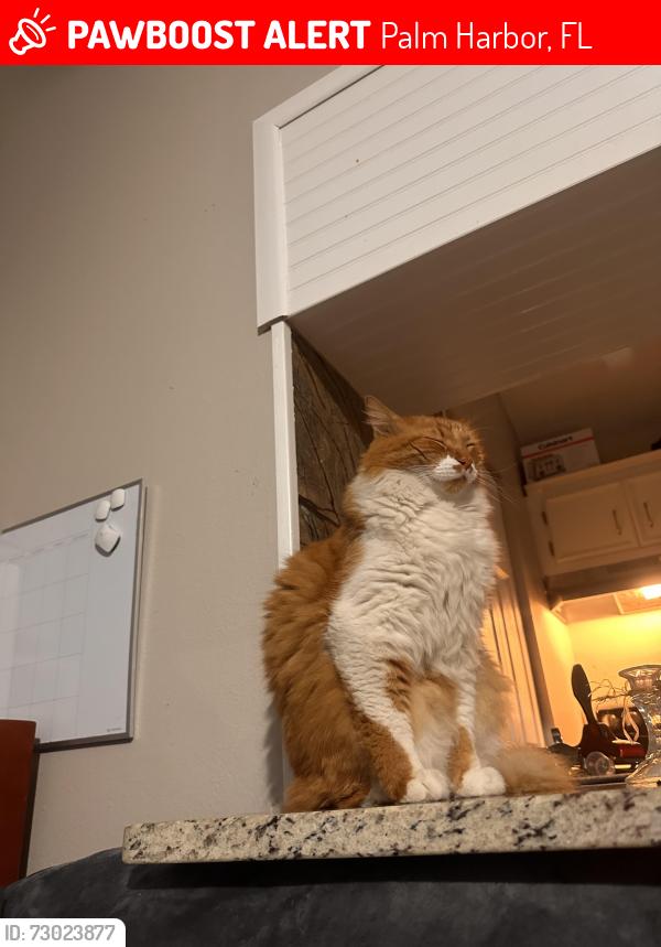 Lost Male Cat last seen curlew palm harbor , Palm Harbor, FL 34684
