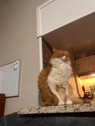 Lost Male Cat last seen curlew palm harbor , Palm Harbor, FL 34684