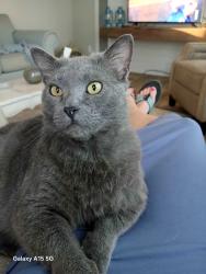 Lost Male Cat last seen Felmet, Flat Rock, NC 28731