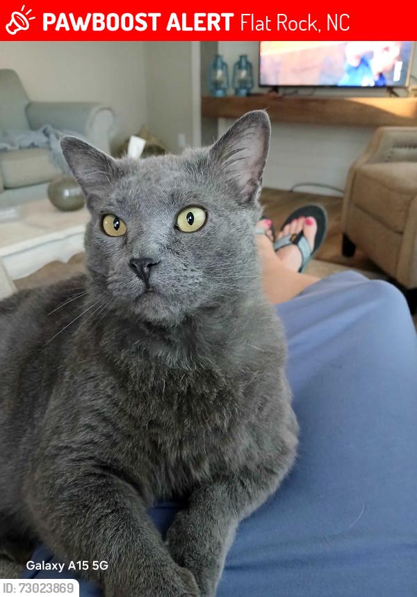 Lost Male Cat last seen Felmet, Flat Rock, NC 28731