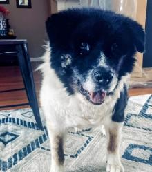 Lost Female Dog last seen State Rd 62, Georgetown, IN 47122