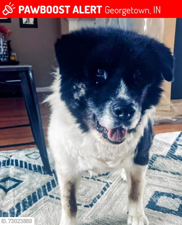 Lost Female Dog last seen State Rd 62, Georgetown, IN 47122