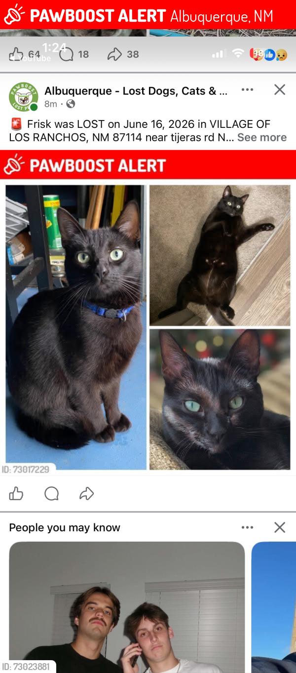 Lost Female Cat last seen Oakland and universe, Albuquerque, NM 87114