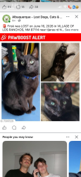 Lost Female Cat last seen Oakland and universe, Albuquerque, NM 87114