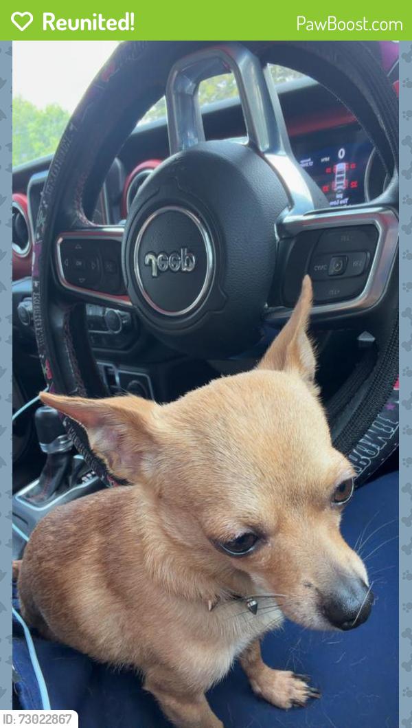 Reunited Male Dog last seen Sleepy hallow rd Oliver Springs , Oliver Springs, TN 37840