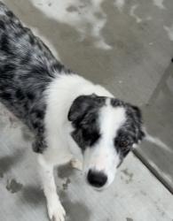 Lost Female Dog last seen Slough ave off McKinley, Manteca, CA 95337