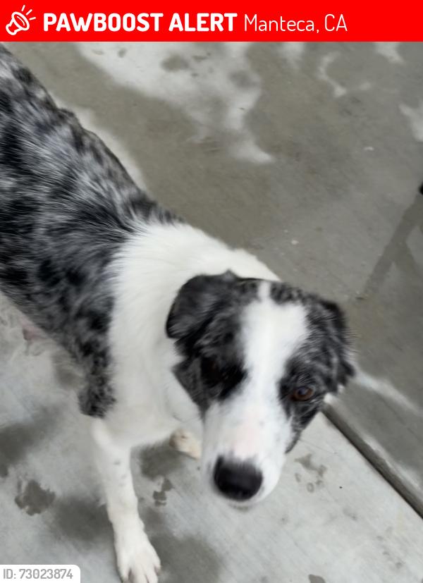 Lost Female Dog last seen Slough ave off McKinley, Manteca, CA 95337