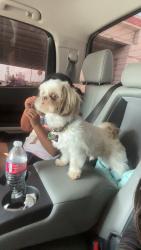 Lost Male Dog last seen Bass blvd, Harlingen, TX 78552