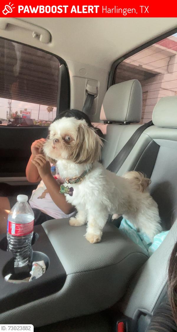 Lost Male Dog last seen Bass blvd, Harlingen, TX 78552