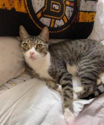 Lost Male Cat last seen Cypresswood Dr & Quailgate Dr, Spring, TX 77373