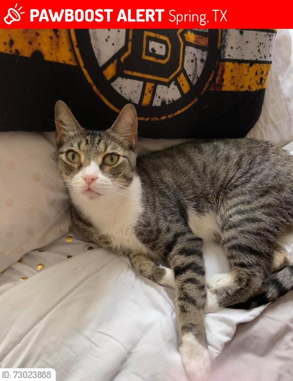 Lost Male Cat last seen Cypresswood Dr & Quailgate Dr, Spring, TX 77373
