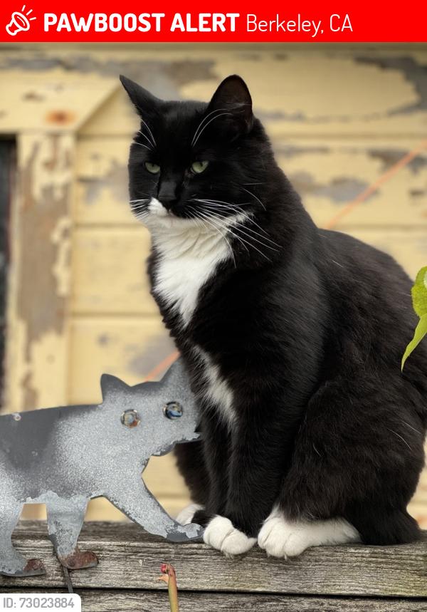 Lost Male Cat last seen Colusa & Beverly Place, North Berkekley, Berkeley, CA 94707