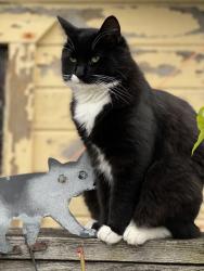 Lost Male Cat last seen Colusa & Beverly Place, North Berkekley, Berkeley, CA 94707