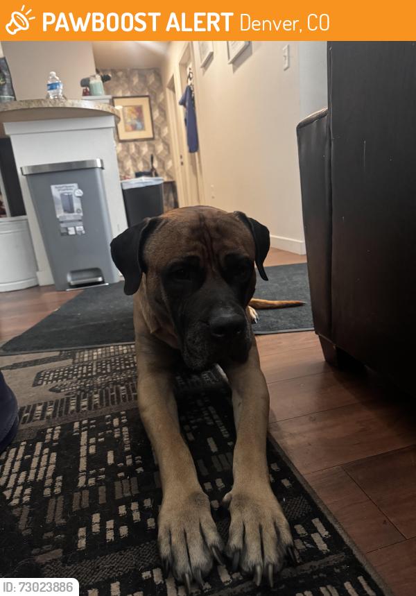 Found/Stray Male Dog last seen Commons Park, Denver, CO 80216