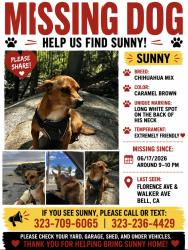 Lost Male Dog last seen Florence Ave and Walker, Bell, CA 90201