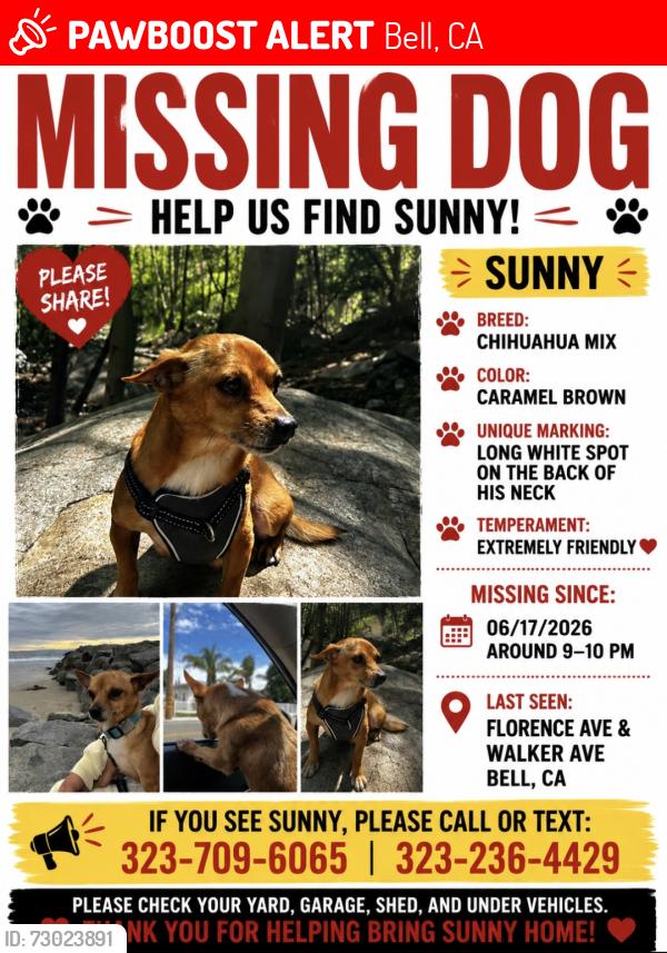 Lost Male Dog last seen Florence Ave and Walker, Bell, CA 90201