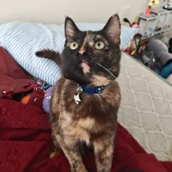 Reunited Female Cat last seen Near Metro drive Martinsburg , Martinsburg, WV 25404