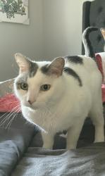 Lost Male Cat last seen Home address Mae’s walke , Pewaukee, WI 53072