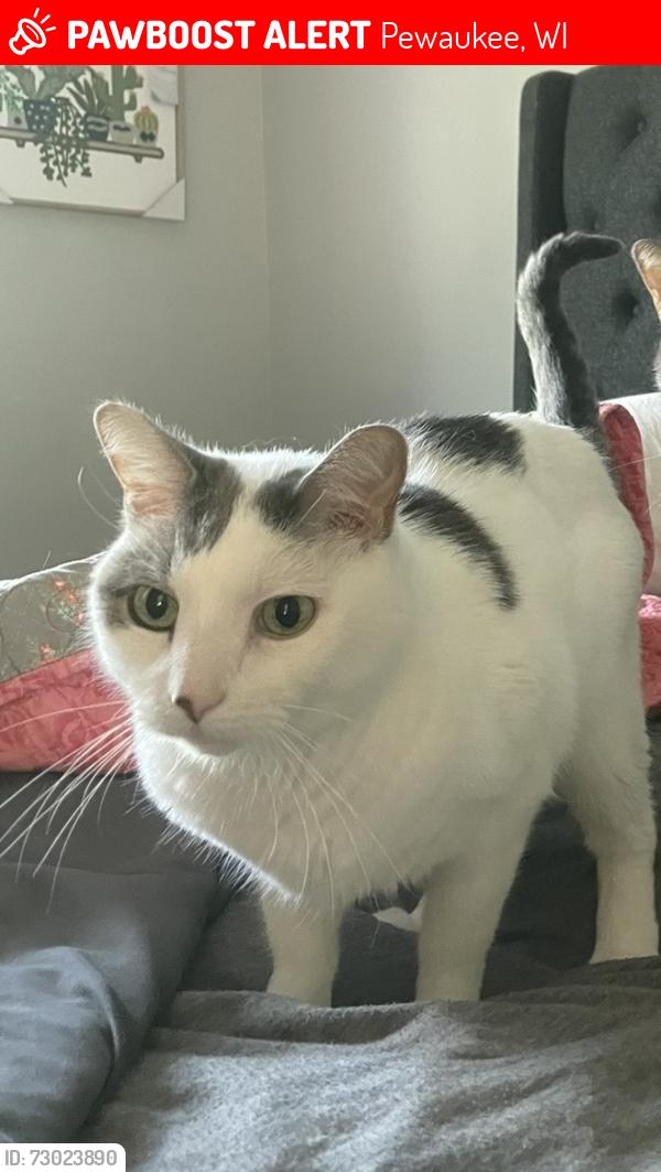 Lost Male Cat last seen Home address Mae’s walke , Pewaukee, WI 53072