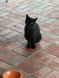 Found/Stray Male Cat last seen Sunrunner Lane Gulf Breeze FL 32563, Midway, FL 32563