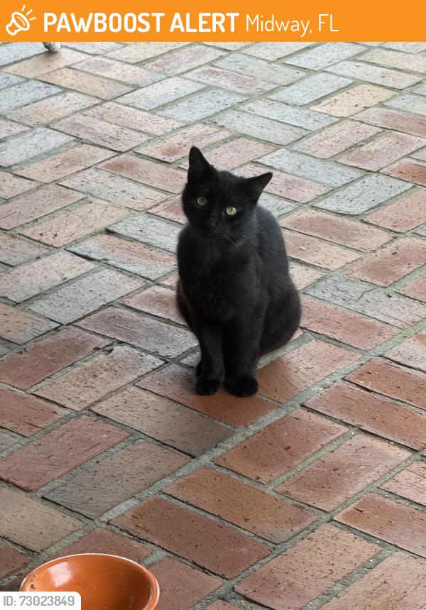 Found/Stray Male Cat last seen Sunrunner Lane Gulf Breeze FL 32563, Midway, FL 32563